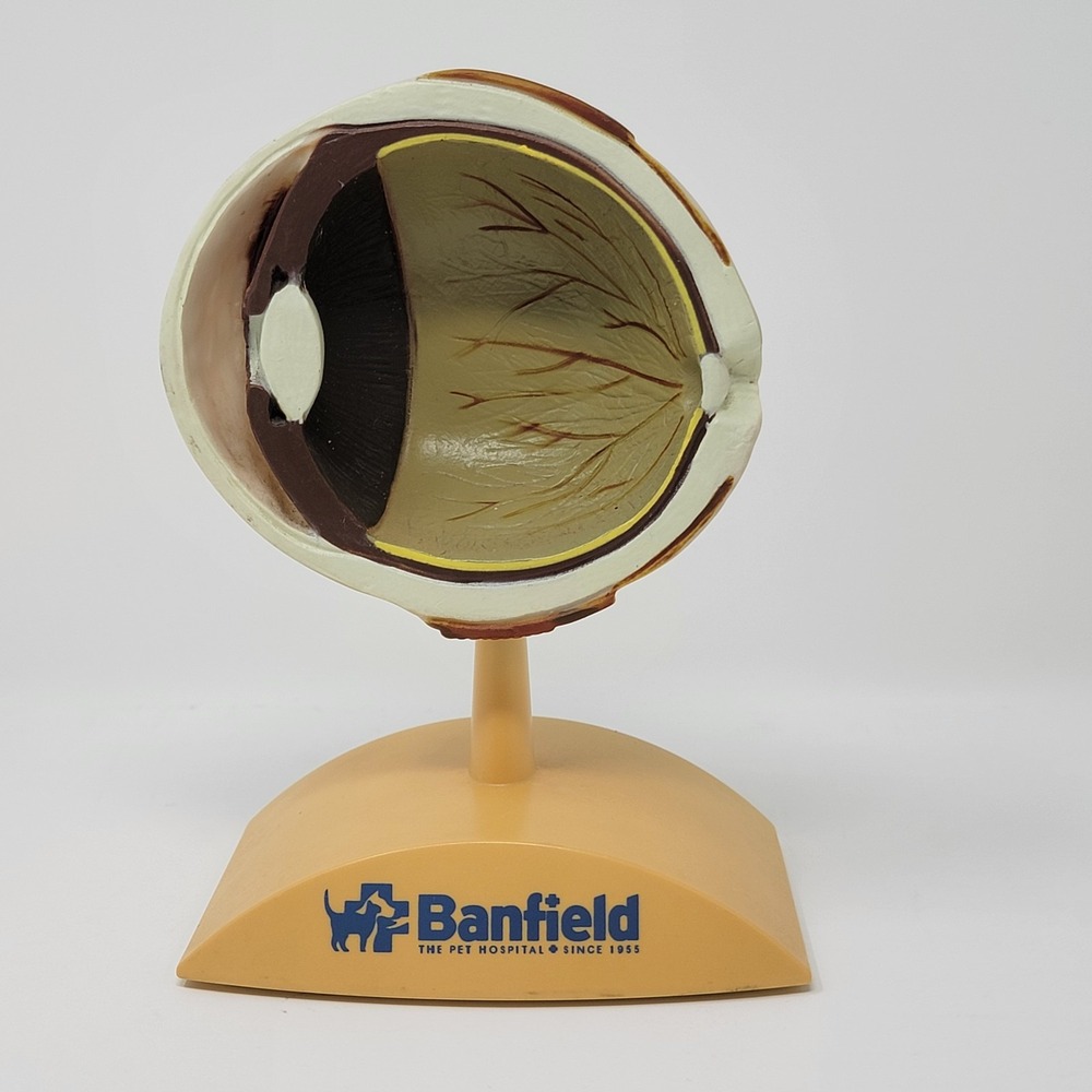 Banfield Veterinary Plastic Anatomical Model for Education - Canine Eye